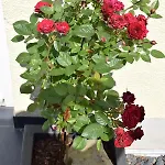 Apartamento Ahrtalblick Sinzig