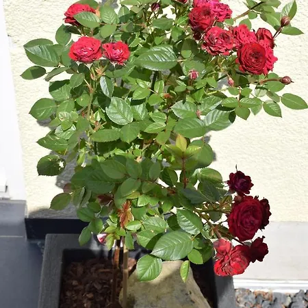 Апартаменты Ahrtalblick Зинциг