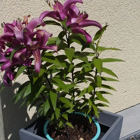 Ahrtalblick * Sinzig