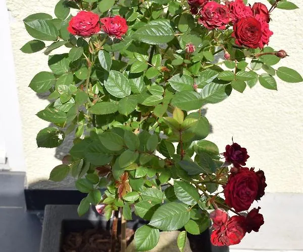 Apartamento Ahrtalblick Sinzig