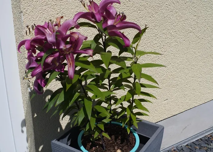 Ahrtalblick * Sinzig